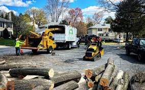 Best Leaf Removal  in Canton, TX