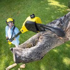 Best Hazardous Tree Removal  in Canton, TX