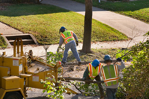 Best Lawn Disease Treatment  in Canton, TX